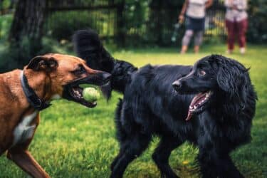 【友達関係】犬に学ぶ！一期一会の友だちを作る方法！